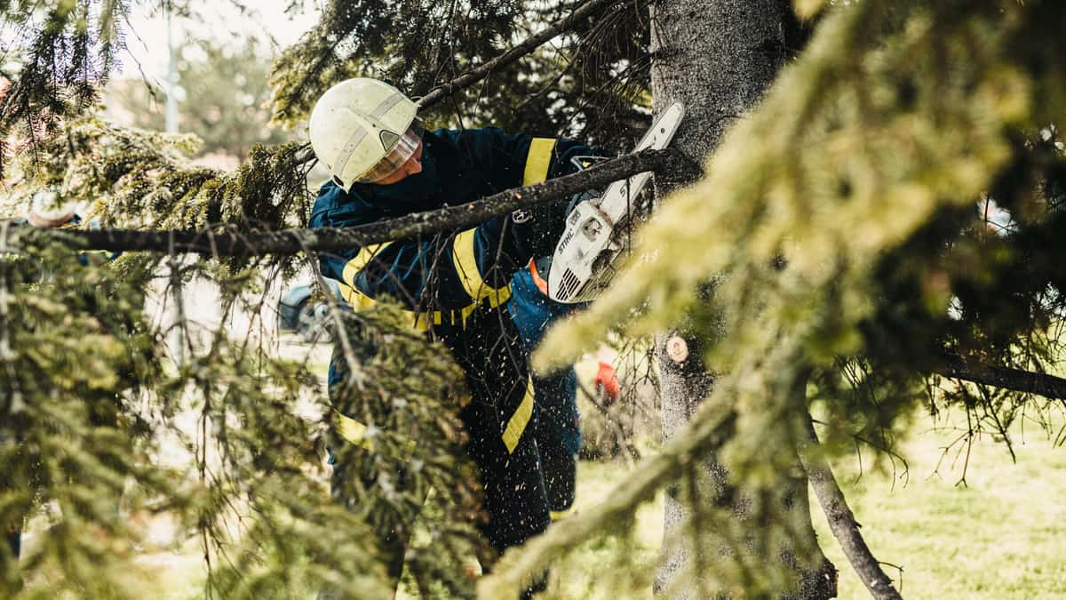 Budget Tree Services