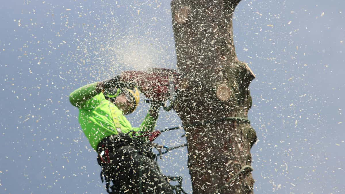 Budget Tree Services