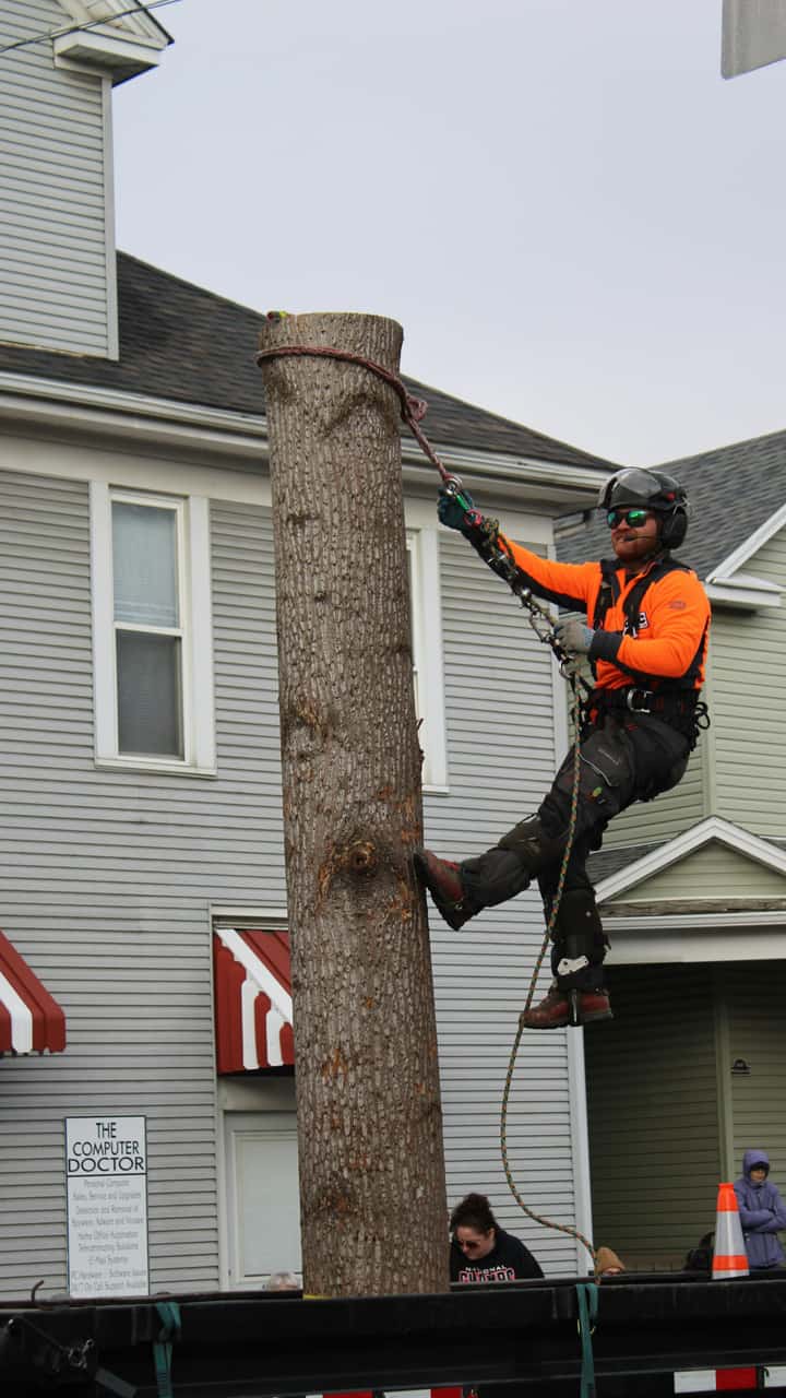 Budget Tree Services